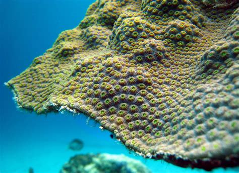 The Role of Conservation Efforts in Protecting the Magic Roundabout Coral